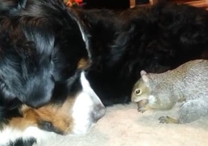 433083_veverica-foto-youtube-shannon-apple