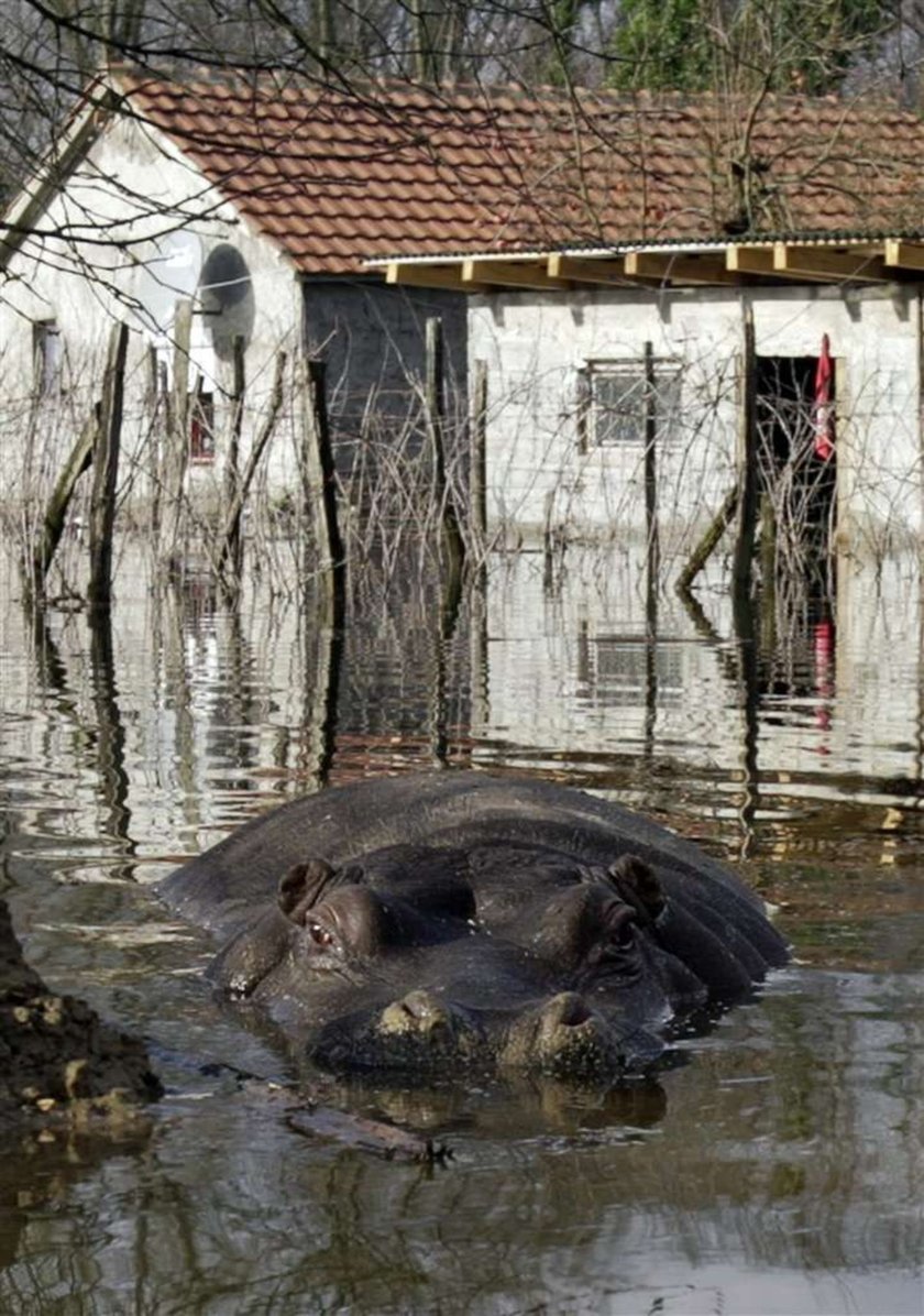 Bestia na wolności! Przez powódź! FOTO