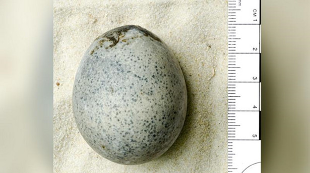 Archeolodzy znaleźli jajo sprzed 1700 lat, w którym wciąż znajduje się żółtko i białko