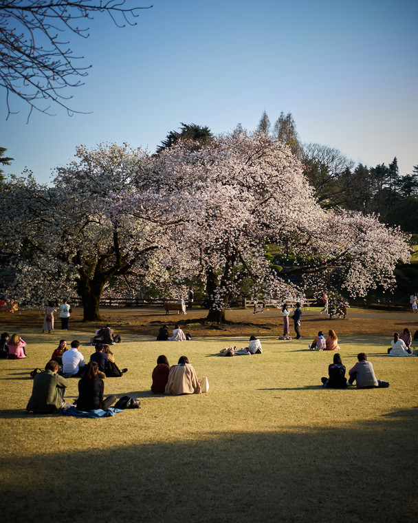 Hanami w parku Shinjuku Gyoen