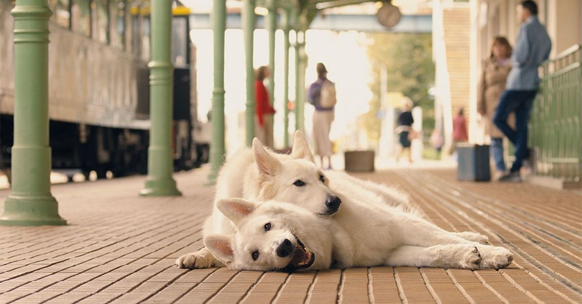 Coraz więcej czworonogów podróżuje pociągami w Polsce. PKP ujawnia dane i chwali się innowacjami