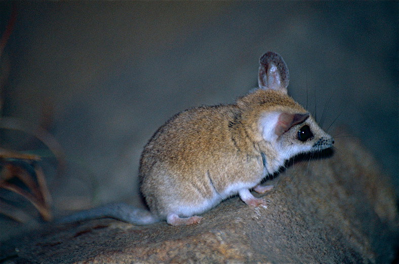 Grubogonik australijski, fot. Bernard Dupont