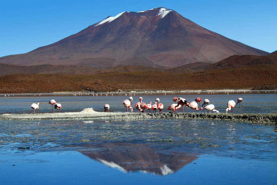 Boliwia - Andyjska Forteca. Flamingi  gatunku James w Czerwonej Lagunie (Laguna Colorada)