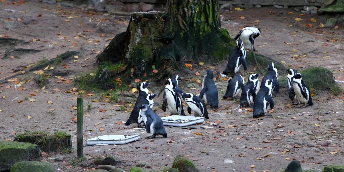 Zoo w Gdańsku Oliwie 