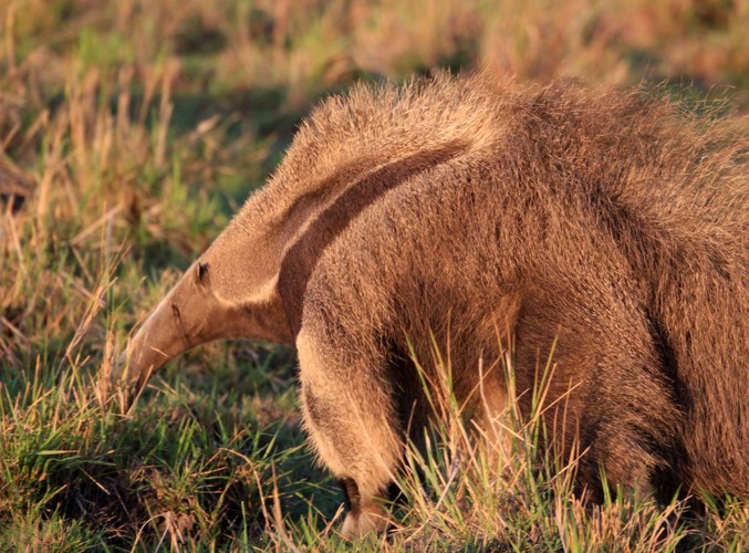 Wenezuela - Los Llanos