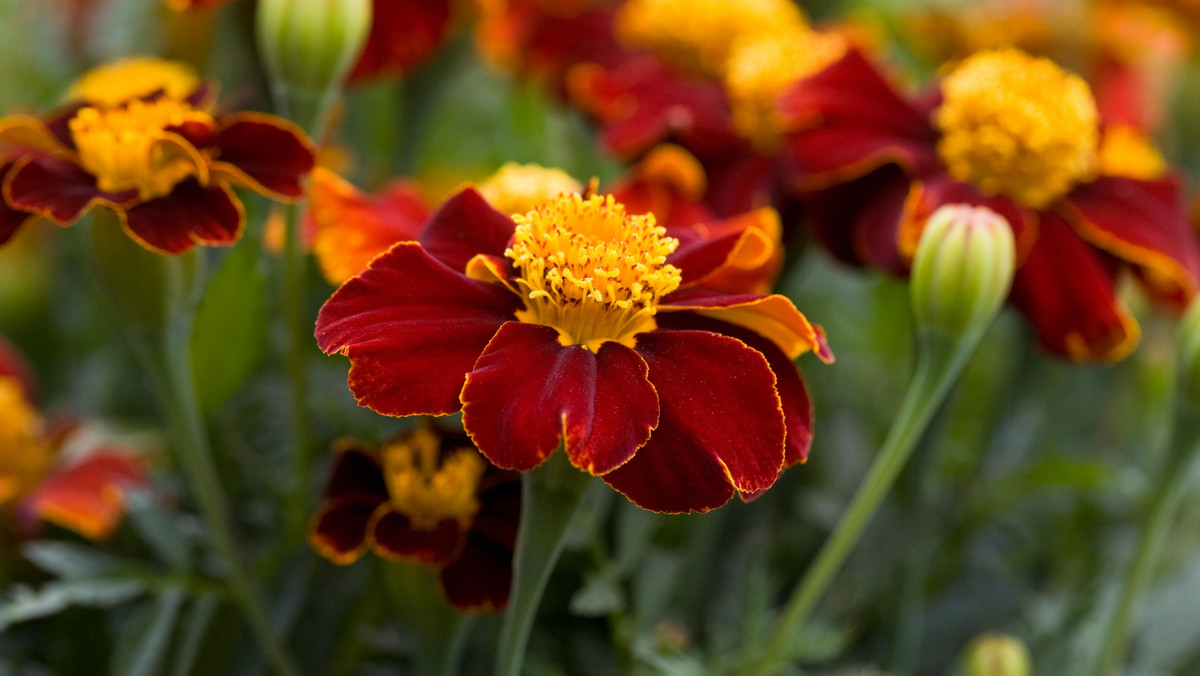 Aksamitki (Tagetes) należą do najpopularniejszych kwitnących roślin jednorocznych. Są przedstawicielkami rodziny astrowatych. W Polsce niektóre gatunki są uprawiane jako rośliny ozdobne, kwitnące od połowy czerwca do października. Aksamitki bywają sadzone zarówno na rabatach w przydomowych ogrodach, jak również w pojemnikach ustawianych na balkonach i tarasach. Jest to roślina trwała, dlatego znakomicie sprawdza się w parkach, skwerach i przy chodnikowych pasach zieleni.