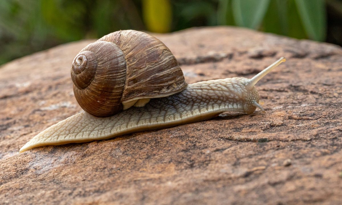 Znalazła rzadkiego ślimaka. Cała Nowa Zelandia szuka dla niego partnera