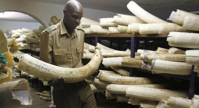 A Zimbabwe National Parks and Wildlife Management official checks ivory inside a storeroom in Harare August 22, 2012. 