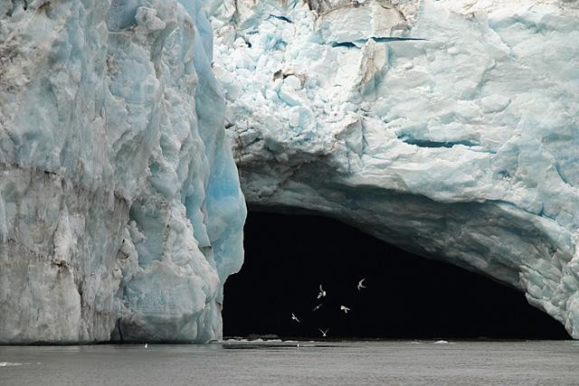 Galeria Wystawa polarnej fotografii przyrodniczej "Ptaki Spitsbergenu", obrazek 14