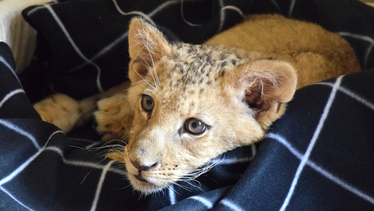 Poznańskie Zoo chce stworzyć azyl dla ocalonych lwów