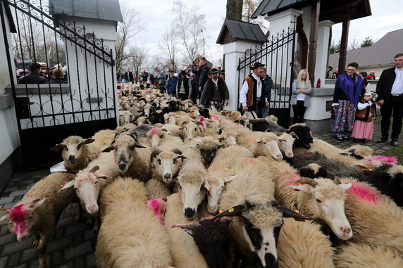 Redyk, czyli wiosenny wypęd owiec na pastwiska w Ludźmierzu