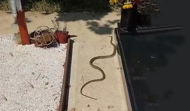 Zmija na bezanijskom groblju