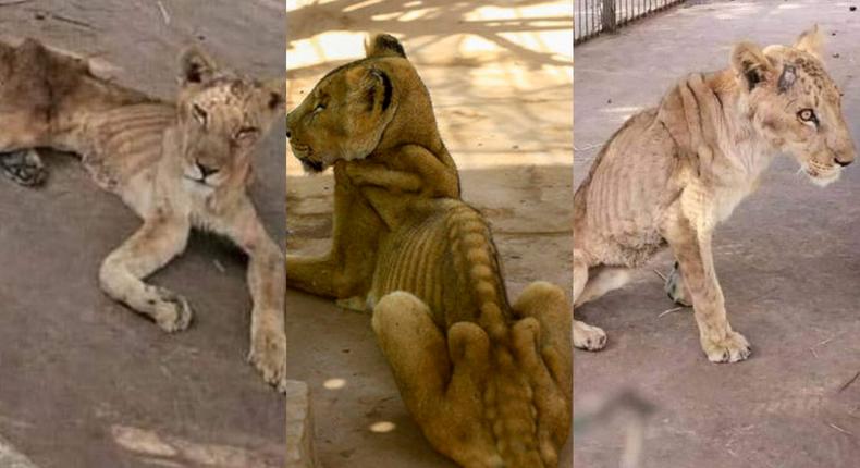 Photos of starving lions in a Sudanese park sparks online campaign to save them