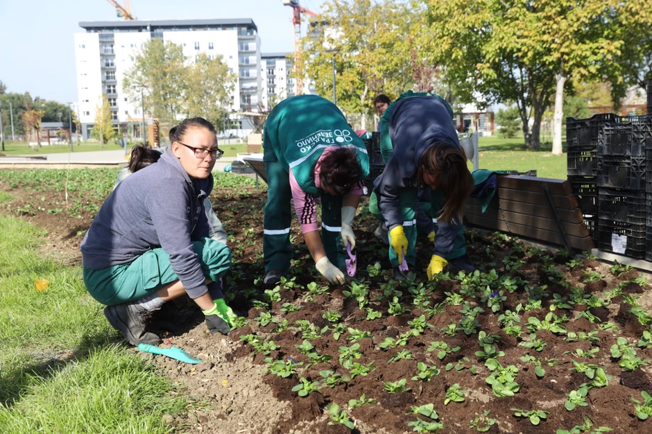 Ozeljenjavanje parka između Novog naselja i Detelinare