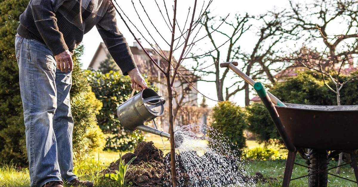 W październiku najlepiej sadzić drzewa owocowe. Jabłoń, grusza, śliwa - jakie odmiany wybrać?