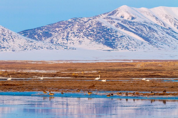 Syberyjska tundra