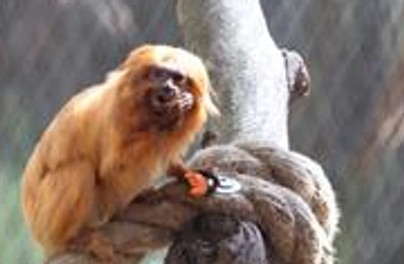 Wyjce czarne i leniwce pod nogami. Krakowskie zoo otworzyło wyjątkową atrakcję