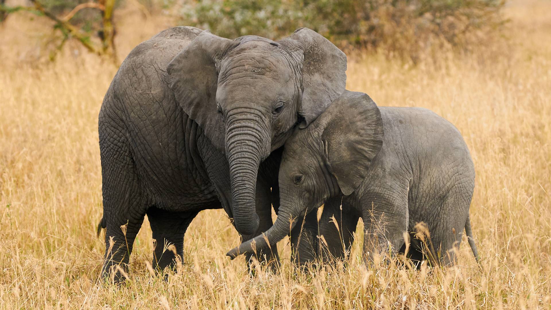 Vízben található méreganyag miatt pusztulnak tömegesen a botswana-i elefántok