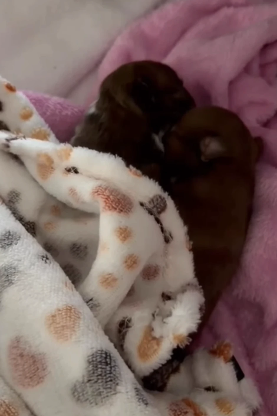 Milica Mitrović pokazala male pse koje je Lusi donela na svet