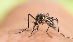 Tigrasti komarac - Aedes albopictus
