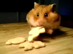 Głodny chomik lubi krakersy