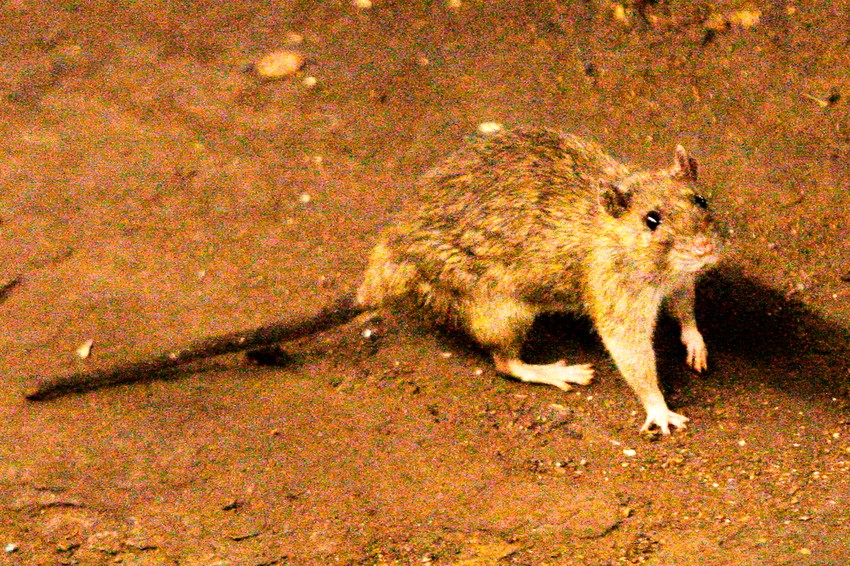 Pacov