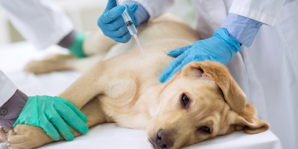 Weterynarz opisał, jak porady farmaceuty doprowadziły do śmierci psa.