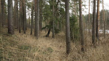 Leśnicy ostrzegają przed groźnym gadem. Patrz pod nogi na spacerach