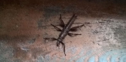 Fałszywy skorpion przestraszył mieszkańców