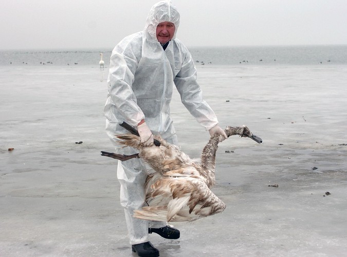 Ptasia grypa w Niemczech. Oczyszczanie plaży z padłych ptaków na wyspie Ruegen na północnym wschodzie Niemiec, w lutym 2006 roku