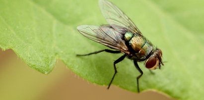 Muchy będą przerażone! Kup płytę CD i ocet!