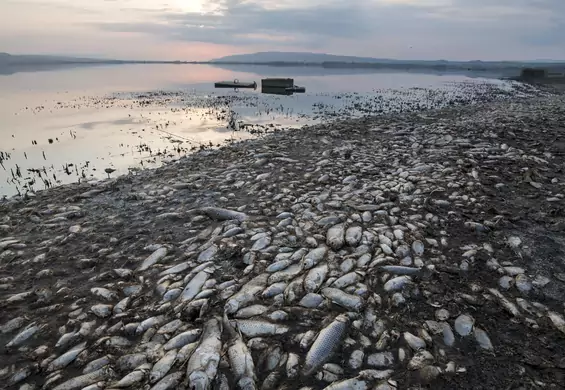 Tysiące martwych ryb nad wyschniętym jeziorem. Winni są ludzie i rekordowe susze