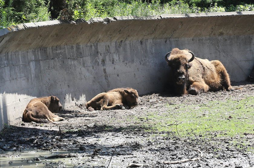 To urodziło się w ZOO