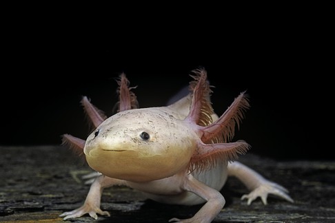 Ambystoma mexicanum f. leucistic (axolotl)