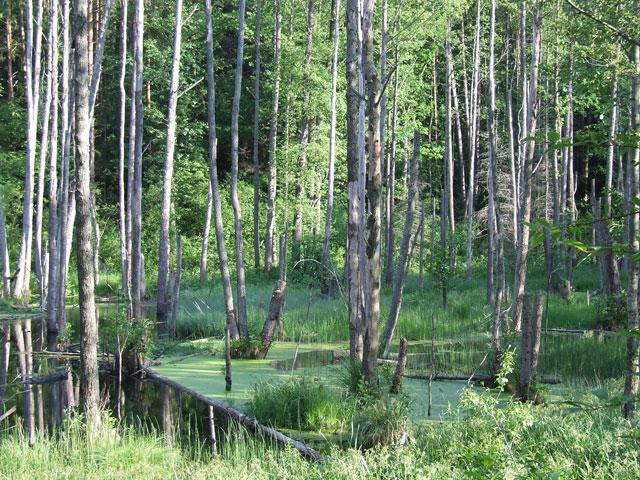 Galeria Polska - Puszcza Białowieska zagrożona?, obrazek 6