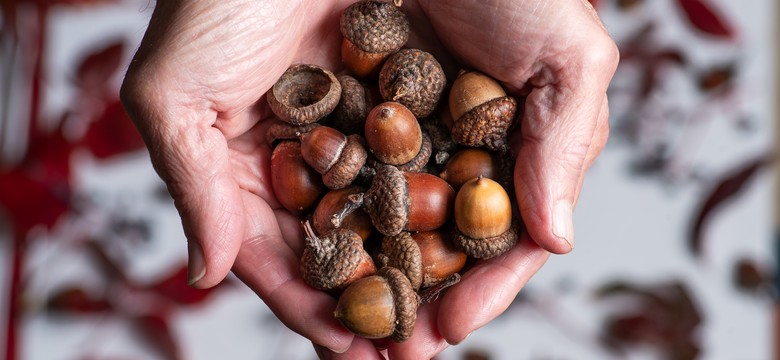 Na żołędziach zarobisz więcej niż na kasztanach. Ile kosztuje kilogram?