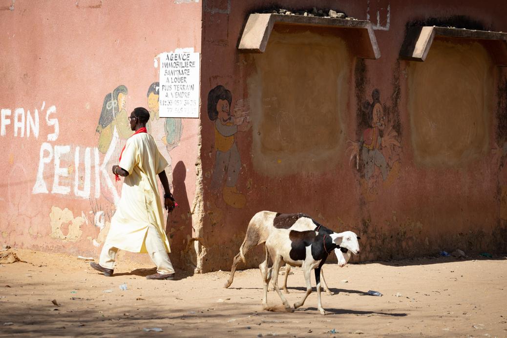 Golf, rybacka dzielnica Mbour.Owce, barany i kozy chodząpo ulicach senegalskichmiast samopas. Szczególnąsłabość Senegalczycy mają dorasowych baranów – zwierzętate są dobrze karmionei regularnie myte w oceanie