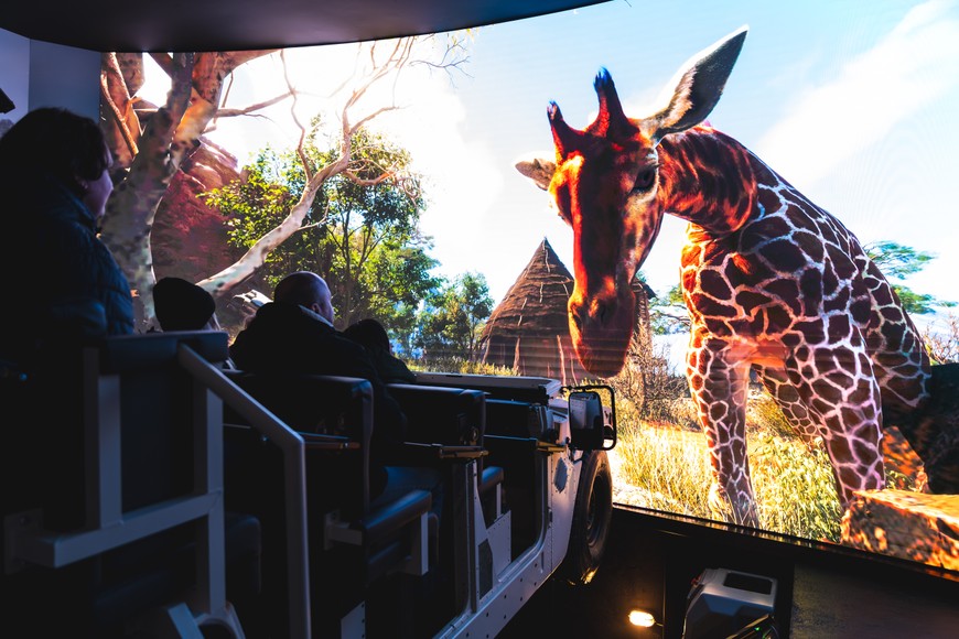 Spotkanie z żyrafą twarzą w twarz? We wrocławskim zoo to możliwe!