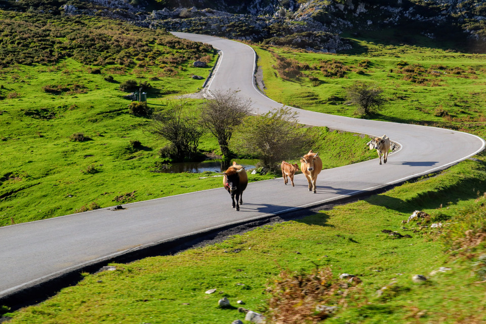 Park Narodowy Picos de Europa