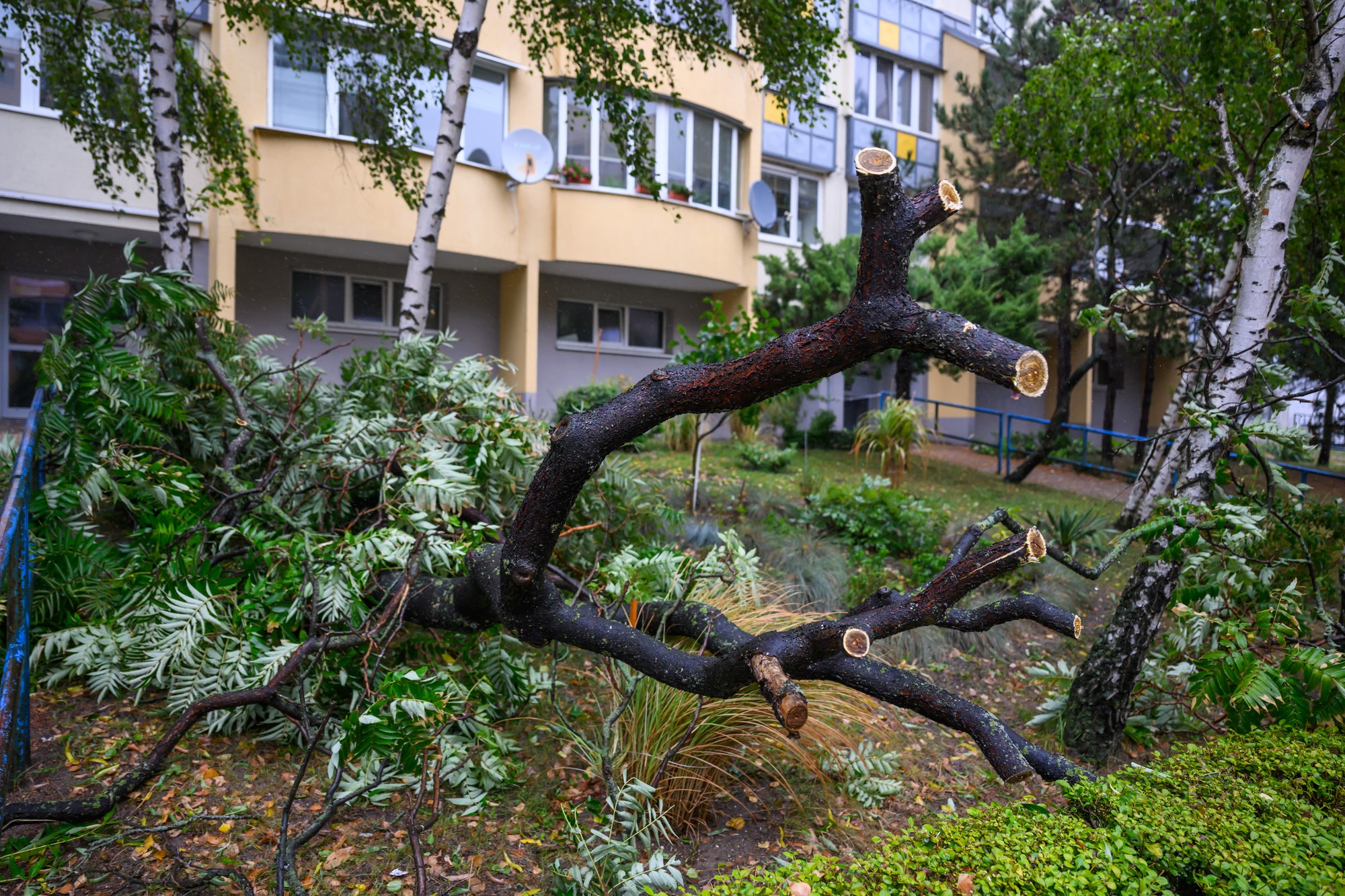 Spadnutý strom na Majerníkovej ulici v Bratislave.