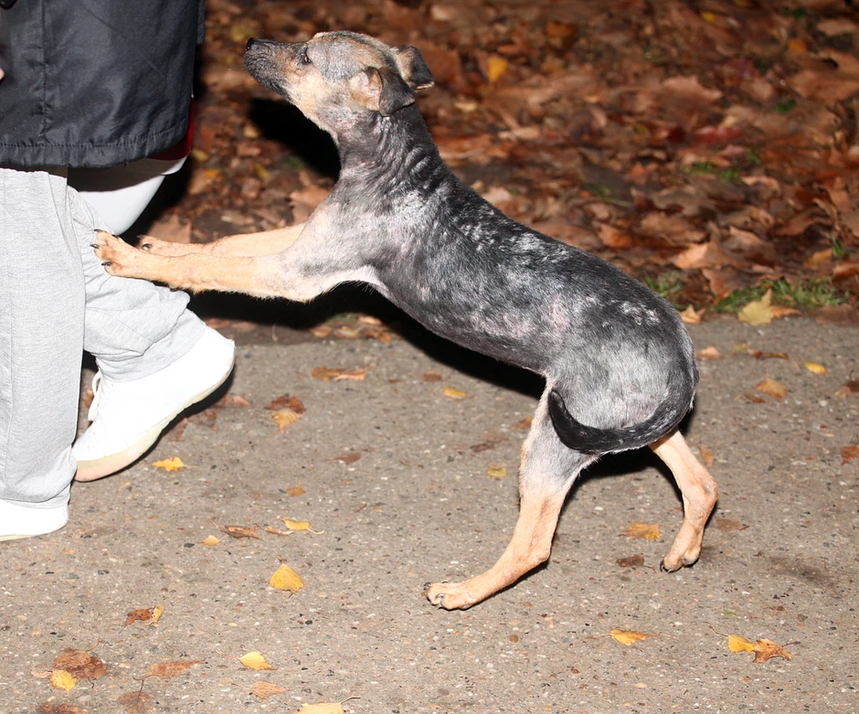 Ženka je imala višestruka kožna oboljenja