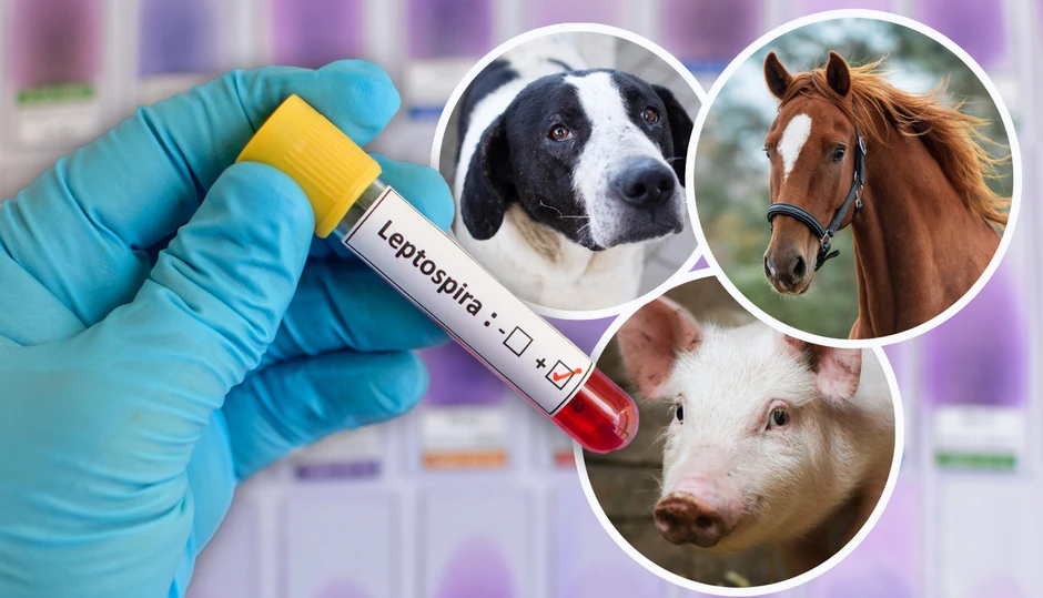 Leptospira i životinje