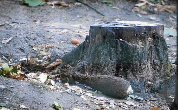 Niedźwiedzica w poznańskim zoo znalazła pocisk moździerzowy. Konieczna była akcja saperów