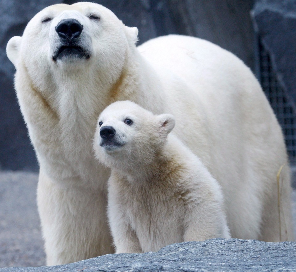 NIEMCY ZOO NIEDŹWIADEK POLARNY