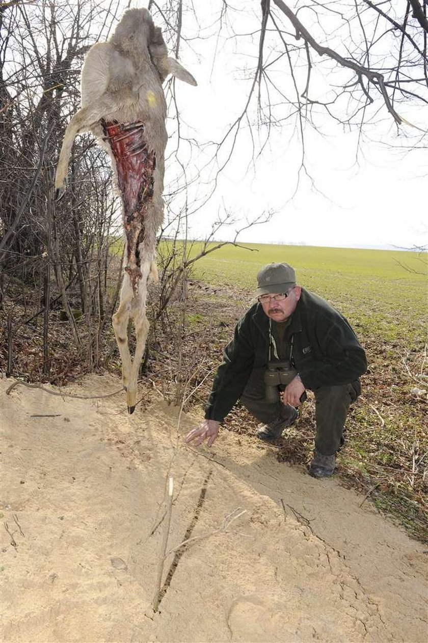 Kolejna ofiara drapieżnika