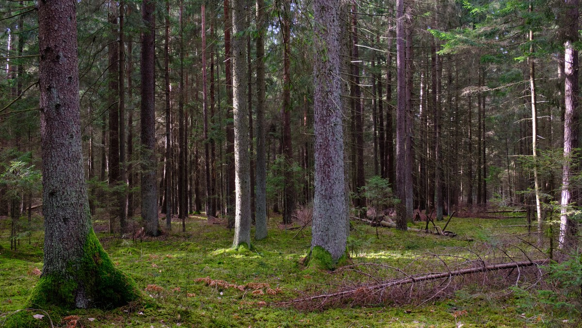 Dziwne dźwięki w lesie? Leśnicy wyjaśniają 