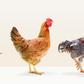 Rooster and hen standing with chick in studio