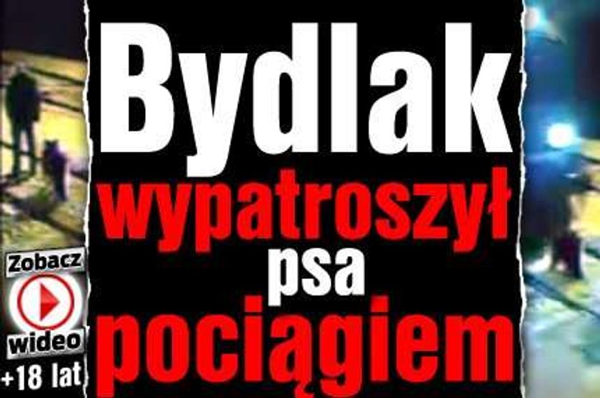 Bydlak wypatroszył psa pociągiem. WIDEO +18!!!