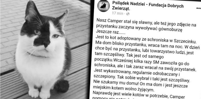 Był najpopularniejszym kotem w Szczecinku. Nie żyje Camper