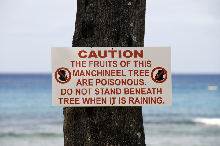 Ludzie wywieszają tablice ostrzegające przed trującym działaniem drzewa manchineel